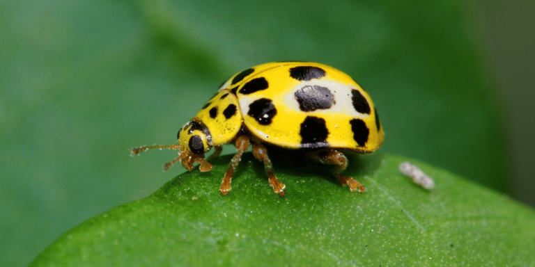 Yellow Ladybug Meaning: The Symbolism and Spiritual Sig