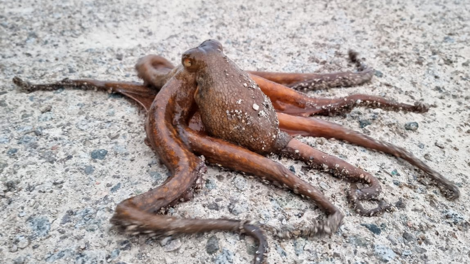 Common Octopus