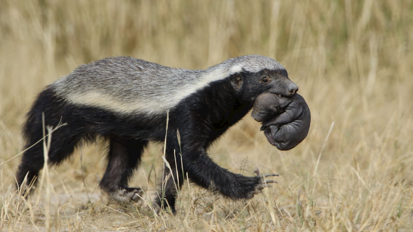Honey Badger