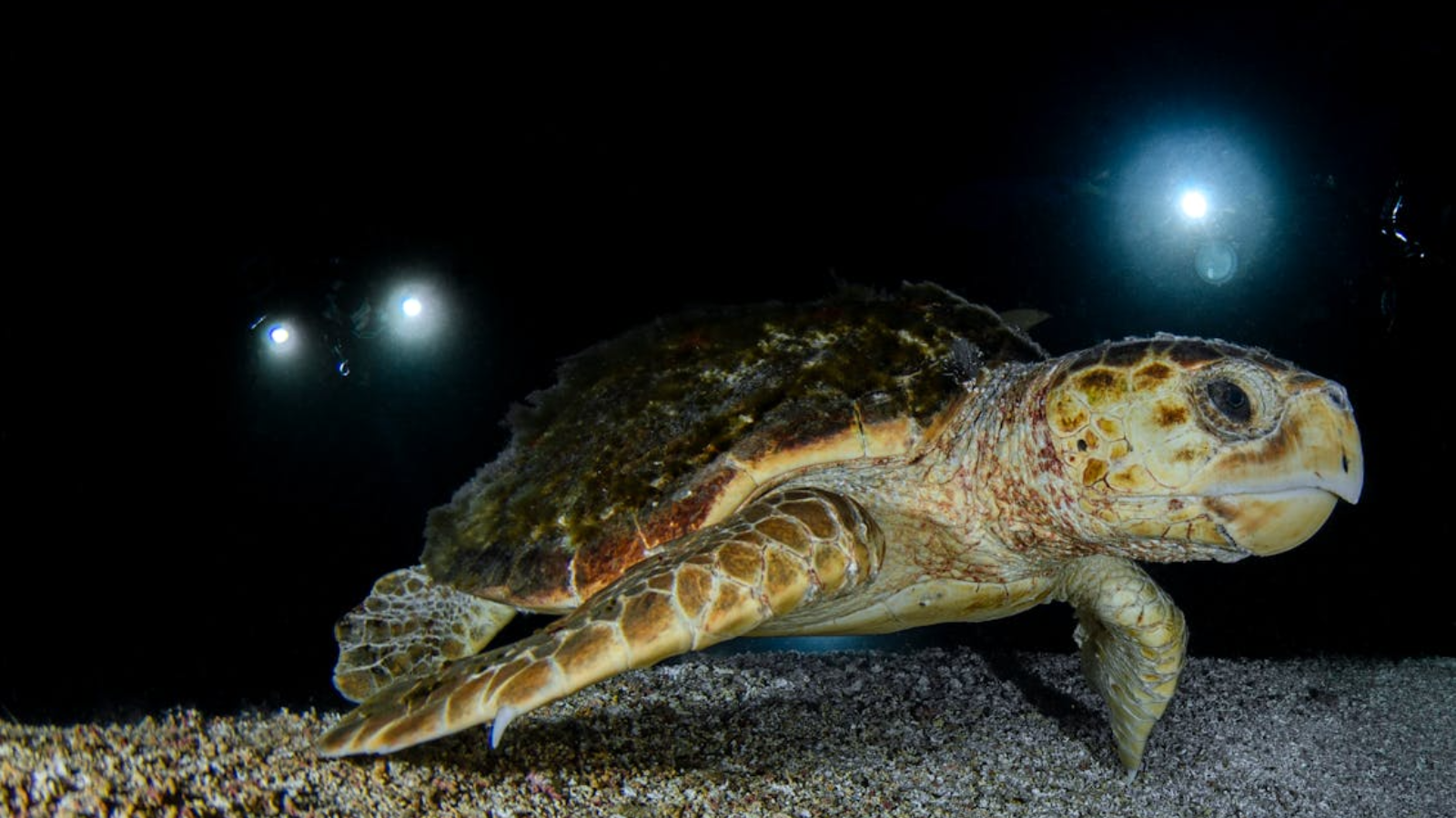 Loggerhead Sea Turtle